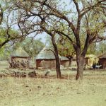 Bakoudouba la tourterelle